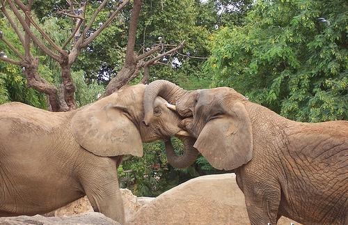 Gan Āfrikas gan Āzijas ziloņi... Autors: kurbads Dzīvnieki geji