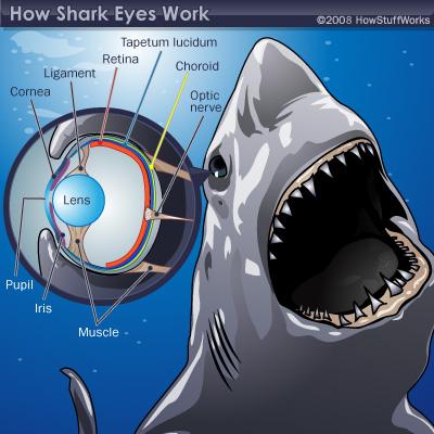 Haizivs radzenes tiek... Autors: Moonwalker Fakti par acīm