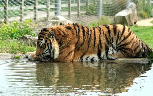 Javas tīģeris latPanthera... Autors: Fejaaaa Tigras^^