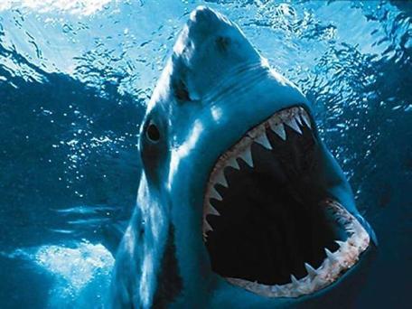 Haizivs var sajust vienu asins... Autors: Fosilija Daži visai interesanti fakti :)