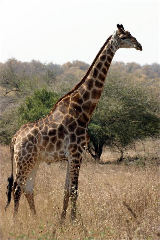 Žirafe var iztikt bez ūdens... Autors: Fosilija Daži visai interesanti fakti :)