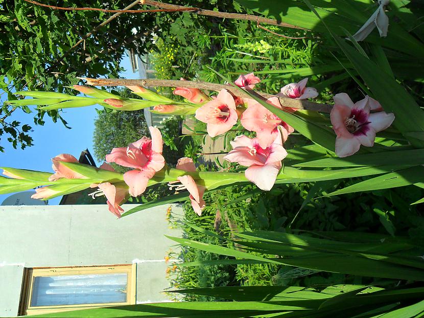 Gladiola Autors: Gigliish Ziedi