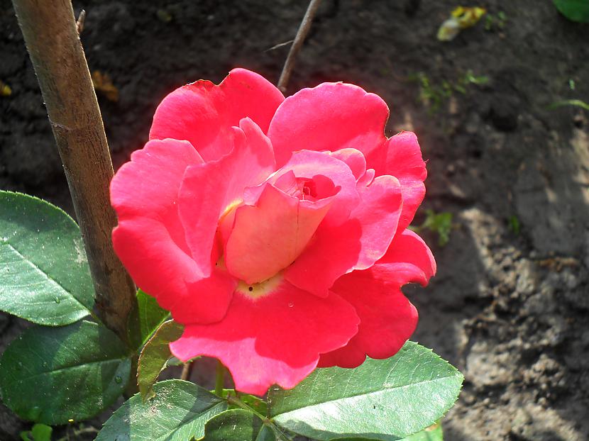 Roze Autors: Gigliish Ziedi
