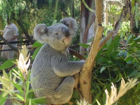 Koalas guļ ldz 22 stundm dien  Autors: hunter4ever Interesanti :)