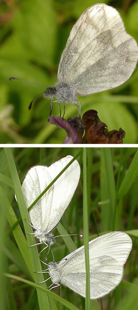 Koka Baltais tauriņš  spārni... Autors: Fosilija Iespaidīgi Tauriņi