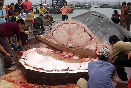 Biežāk ēsta milzu vaļu haizivs... Autors: Fosilija Pasaule lielakie dzivnieki!