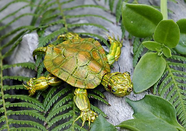 Bruņurupuči var elpot caur... Autors: MilfHunter Pāris fakti