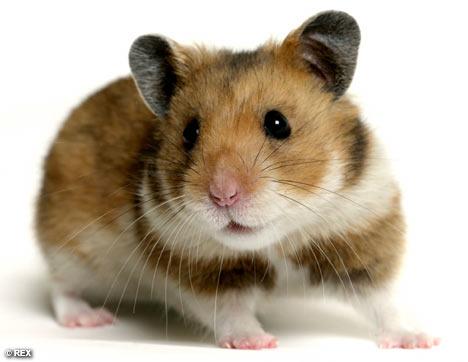  Autors: Krekeris Hamster