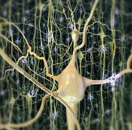Visātrākie impulsi nervos... Autors: edjix 7.Vai tu zināji(Organisms)