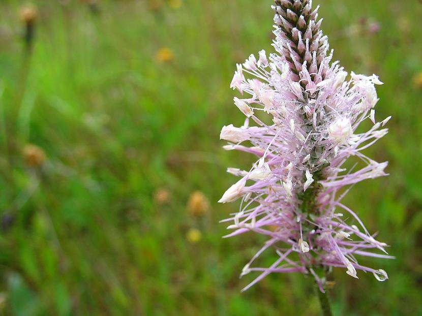  Autors: lilija88 Smaržas un aromāti