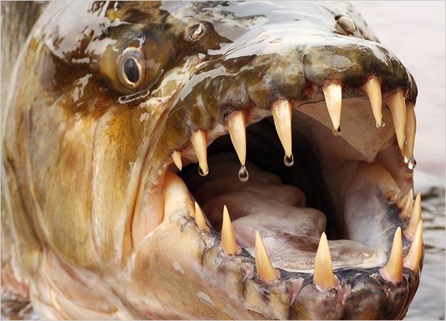 Goliath Tigerfish Mājvieta šim... Autors: becele Briesmīgākās upju zivis!
