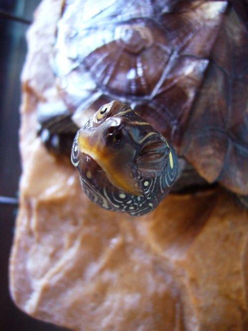 Bruņurupuči uz zemes dzīvo jau... Autors: Sabana I love turtles