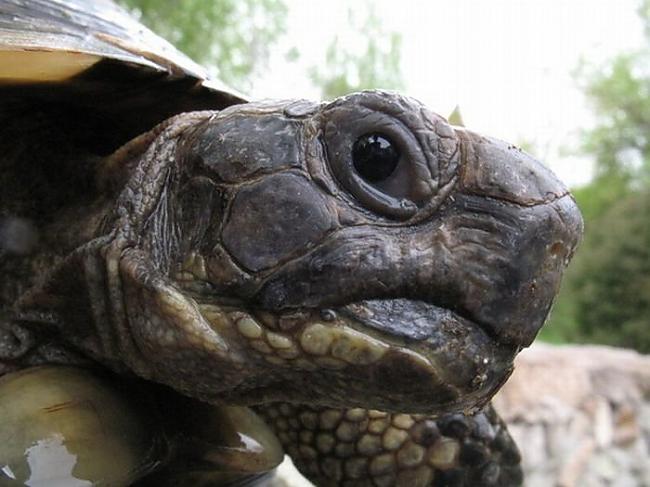 Daži ūdens bruņurupuči var... Autors: Sabana I love turtles