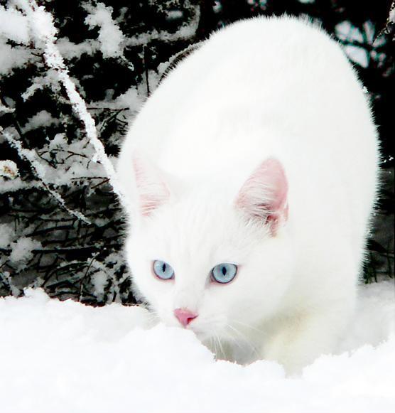 Daudz kur pasaulē balts kaķis... Autors: ZANESMAASA Balti kaķi