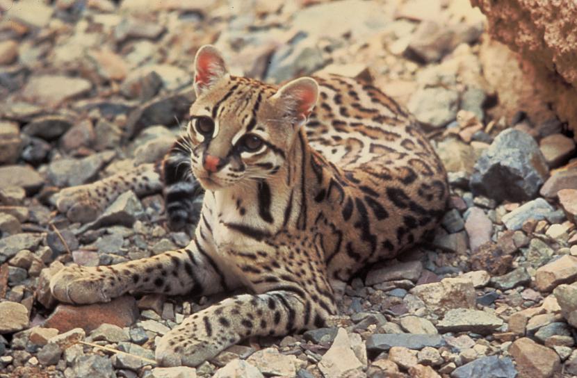 Ocelots Autors: SoullesS Kaķi (feline)