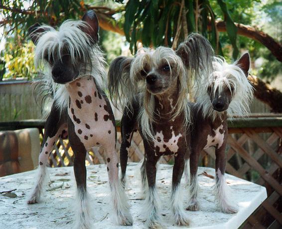  Autors: bellija Ķīnas cekulainais suns