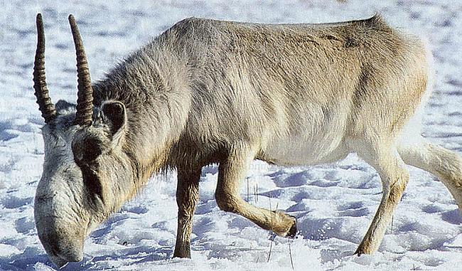 Saigai ir plats purns ar lejup... Autors: FenekFoxy Interesanti dzīvnieki 3