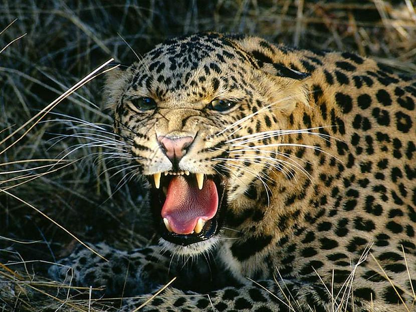 Vārds quotLeopardsquot ir... Autors: Sherlok 25 Fakti par dzīvniekiem