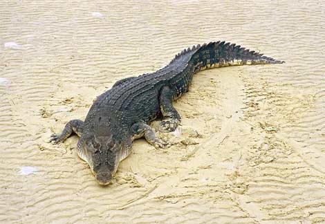 Krokodili spēj skriet ar... Autors: Sherlok 25 Fakti par dzīvniekiem