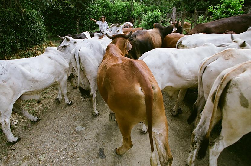 GOVJU EKSKREMENTI  Indijas... Autors: Keisha TOP 10 dīvainākie skaistumkopšanas līdzekļi