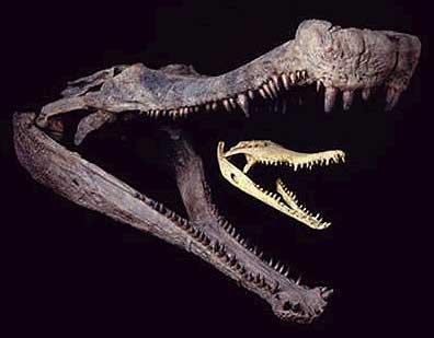 Sarcosuchus imperator Autors: PankyBoy Superkrokodili.