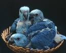 Putns  Blue Mutation... Autors: Plikpauris 6 pasaules dārgākie dzīvnieki pasaulē.
