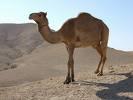 Kamielis  Arabian Dubajas... Autors: Plikpauris 6 pasaules dārgākie dzīvnieki pasaulē.
