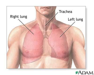 Tava kreisā plauša ir mazāka... Autors: Mr T Interesanti fakti 5.