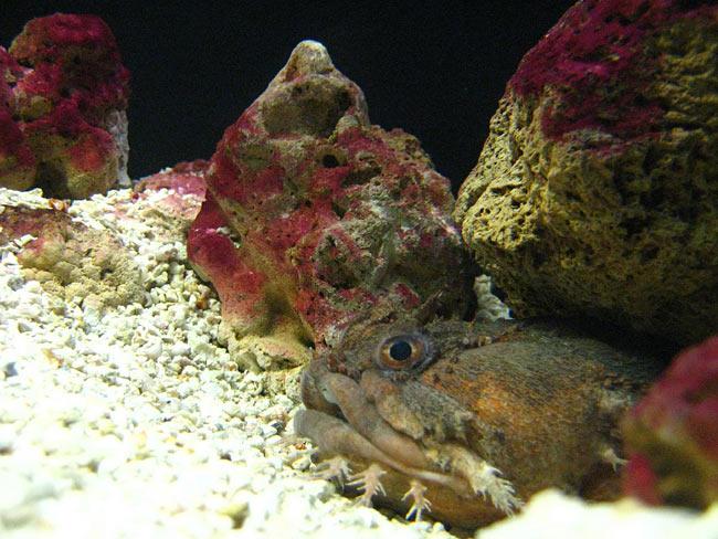 Oyster Toadfish can be found... Autors: cikibubs Dīvaina izskata dzīvnieki.