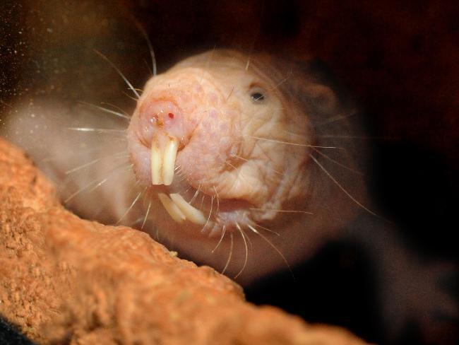 The Mole rat is found in parts... Autors: cikibubs Dīvaina izskata dzīvnieki.