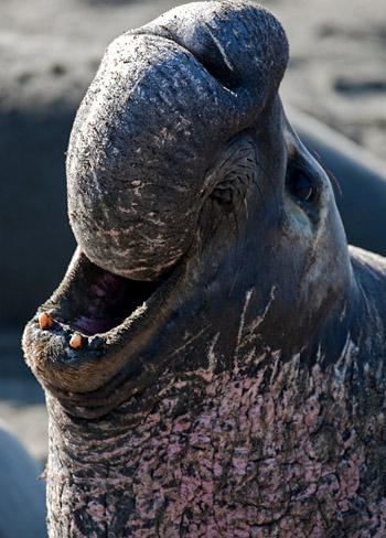 Elephant seals can be found in... Autors: cikibubs Dīvaina izskata dzīvnieki.