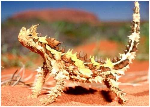 Austrālijas ķirzaka molohs... Autors: KaķuMētra Interesanti fakti par rāpuļiem.