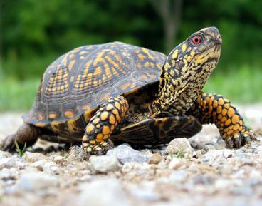 Bruņurupuči dzīvo uz zemes jau... Autors: KaķuMētra Interesanti fakti par rāpuļiem.