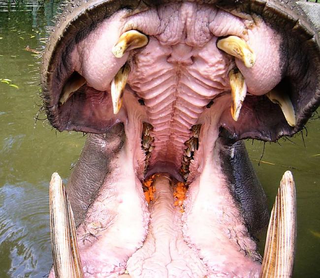 Hipopotams var atvērt savu... Autors: una puna Faktu vācelīte I