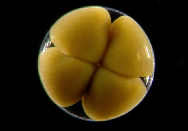 Jūras zvaigznes embrijs... Autors: AndOne Mikrofotogrāfija