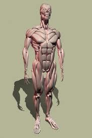 Cilvēkam ir mazāk muskuļu kā... Autors: AkstsNR Fakti par cilvēkiem.