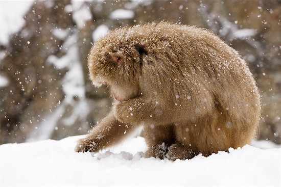 Atskaitot Japānu vel šos mazos... Autors: AddictedToYourTattoo Snow Monkeys