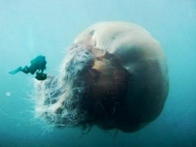 šī medūza šogad ginesa rekordu... Autors: Optimists NaCl Ginesa pasaules rekordi 2011