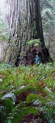 Augstākais pasaules koks... Autors: Durrrr van der Kurrr Nedzirdēti fakti [5. daļa.]