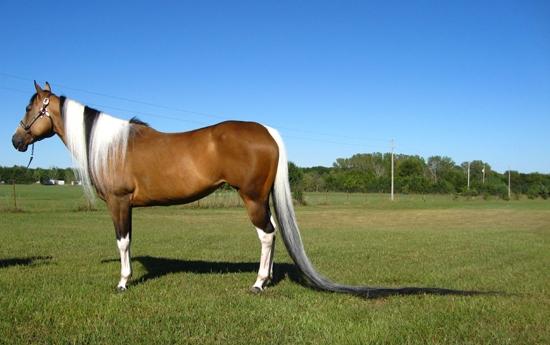 Šā gada sākumā Ginesa Rekordu... Autors: agnezee Pasaules rekordi-zirgiem