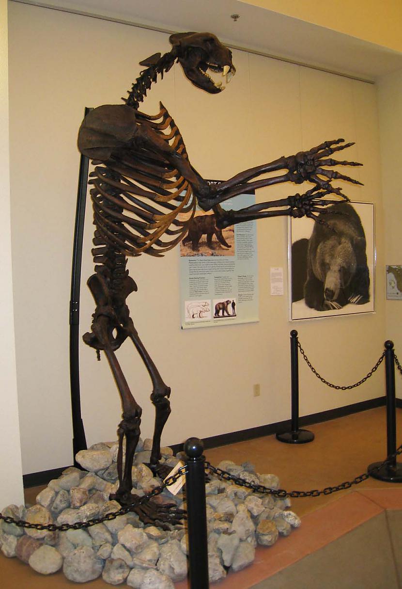 Svars  800kg arī Pleistocēns Autors: Fosilija Daži krutākie zīdītāji un putni