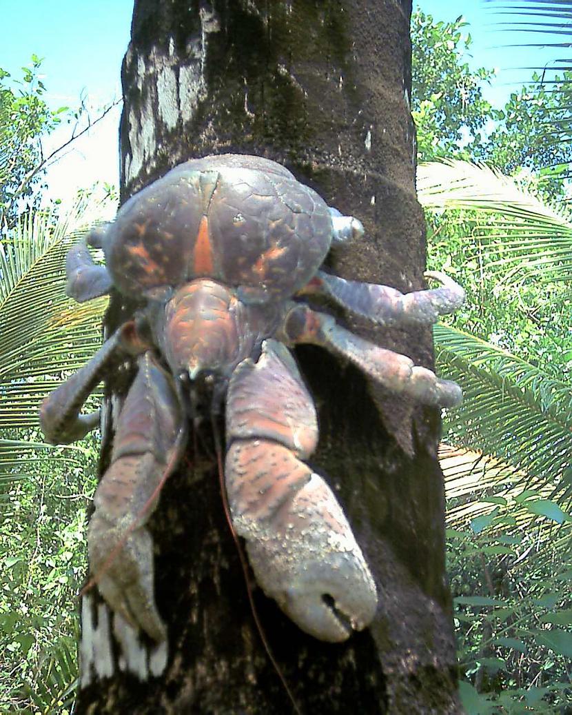 Birgus latro jeb Coconut crab Autors: Fosilija Daži krutākie bezmugurkaulinieki