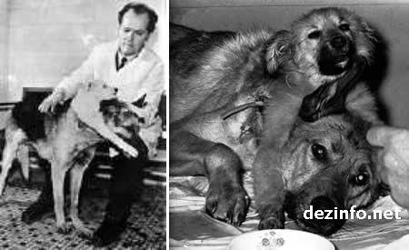 Demihovs nodemonstrēja suni... Autors: exe Dīvainākie eksperimenti pasaules vēsturē.
