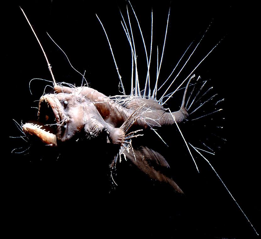 Lophiiformes jeb Anglerfish Autors: Fosilija Dažas krutākās dziļūdens zivis