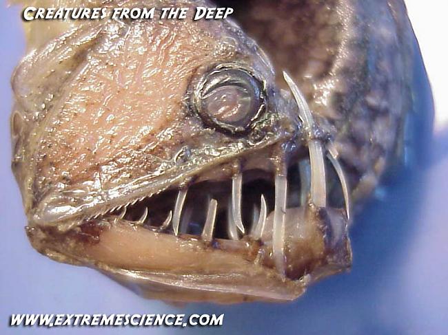 Zobi ir tik gari ka ir... Autors: Fosilija Dažas krutākās dziļūdens zivis