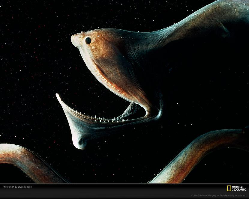 Dzīvo dziļumā līdz 8km Autors: Fosilija Dažas krutākās dziļūdens zivis