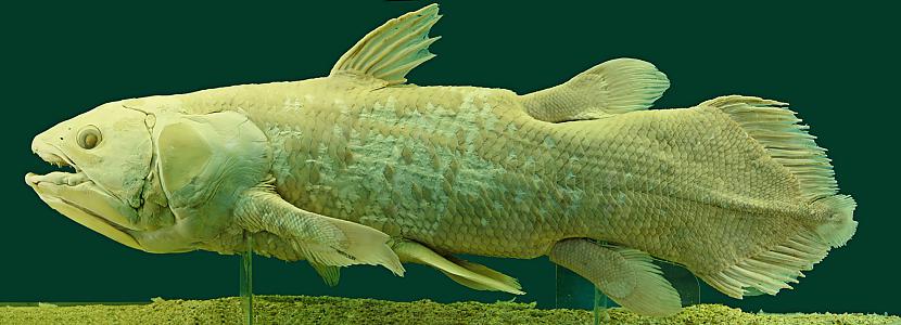 Zinātnieki domāja ka šīs zivis... Autors: Fosilija Dažas krutākās dziļūdens zivis