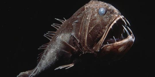 Anoplogastridae jeb Fangtooth Autors: Fosilija Dažas krutākās dziļūdens zivis