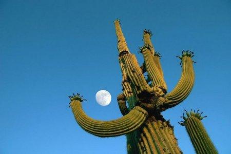  Autors: Sabana Saguaro