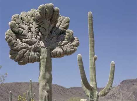   Autors: Sabana Saguaro